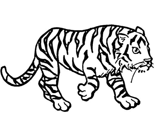 老虎的简笔画15